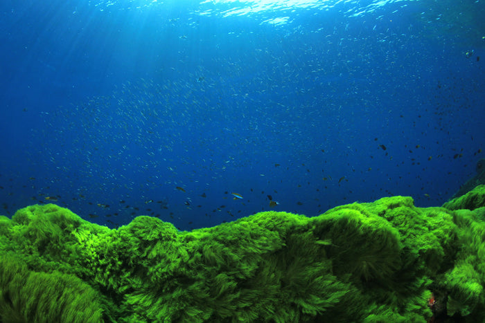 Why Choose Algae-Based Omega 3’s?